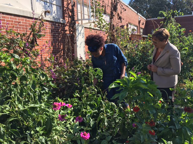 Dr. Wilson checks out the school garden at White Station High School in Tennessee.