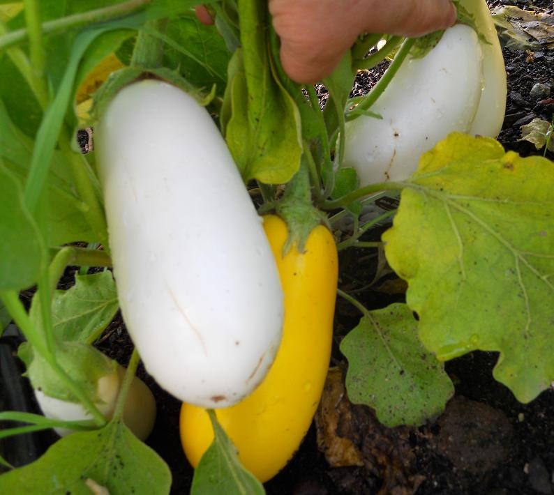 When cross-pollination resulted in a lone yellow eggplant, the school’s master gardener used the opportunity to teach students a science lesson.