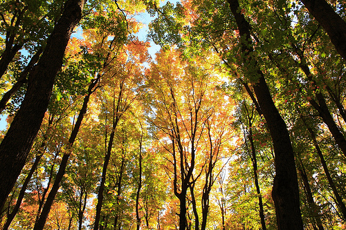 Fall leaves