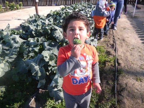 Garden Tending: Colusa Indian Community Hand-in-Hand Garden